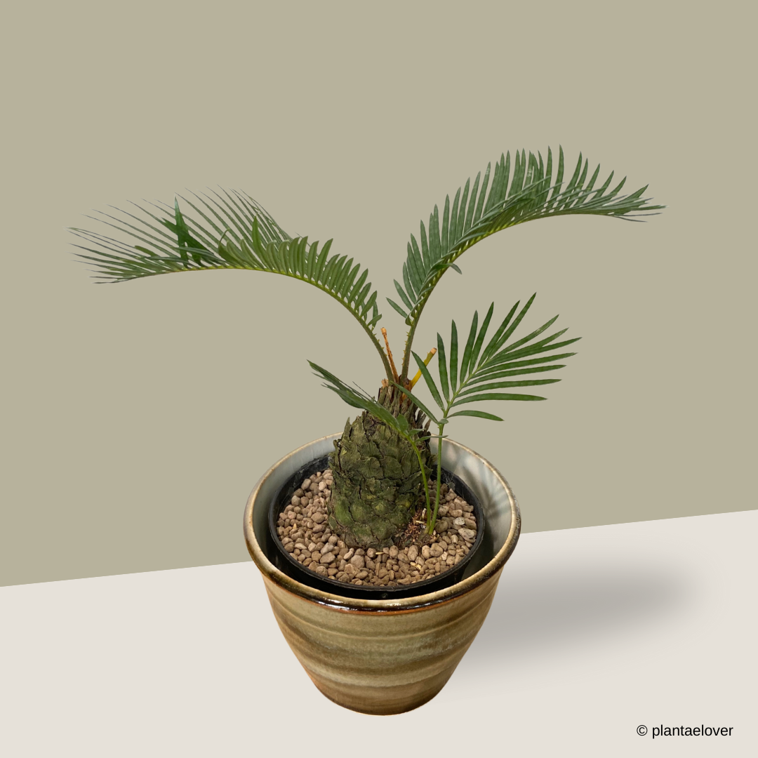 Sago Palm in Kobicha Pot