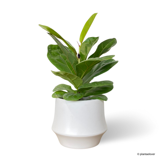 Ficus Lyrata in Lantern Pot