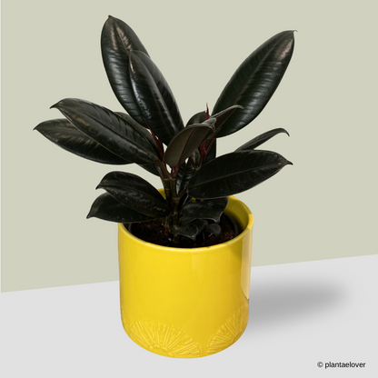 Ficus Elastica Burgundy in Limoni Pot