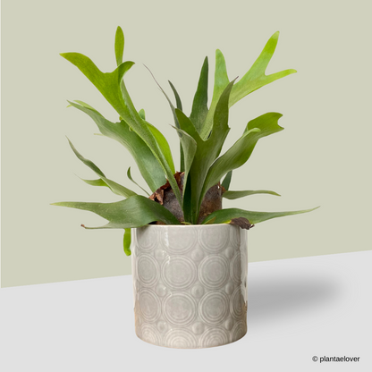 foam pots for planting Staghorn Fern in Foam Pot – plantaelover