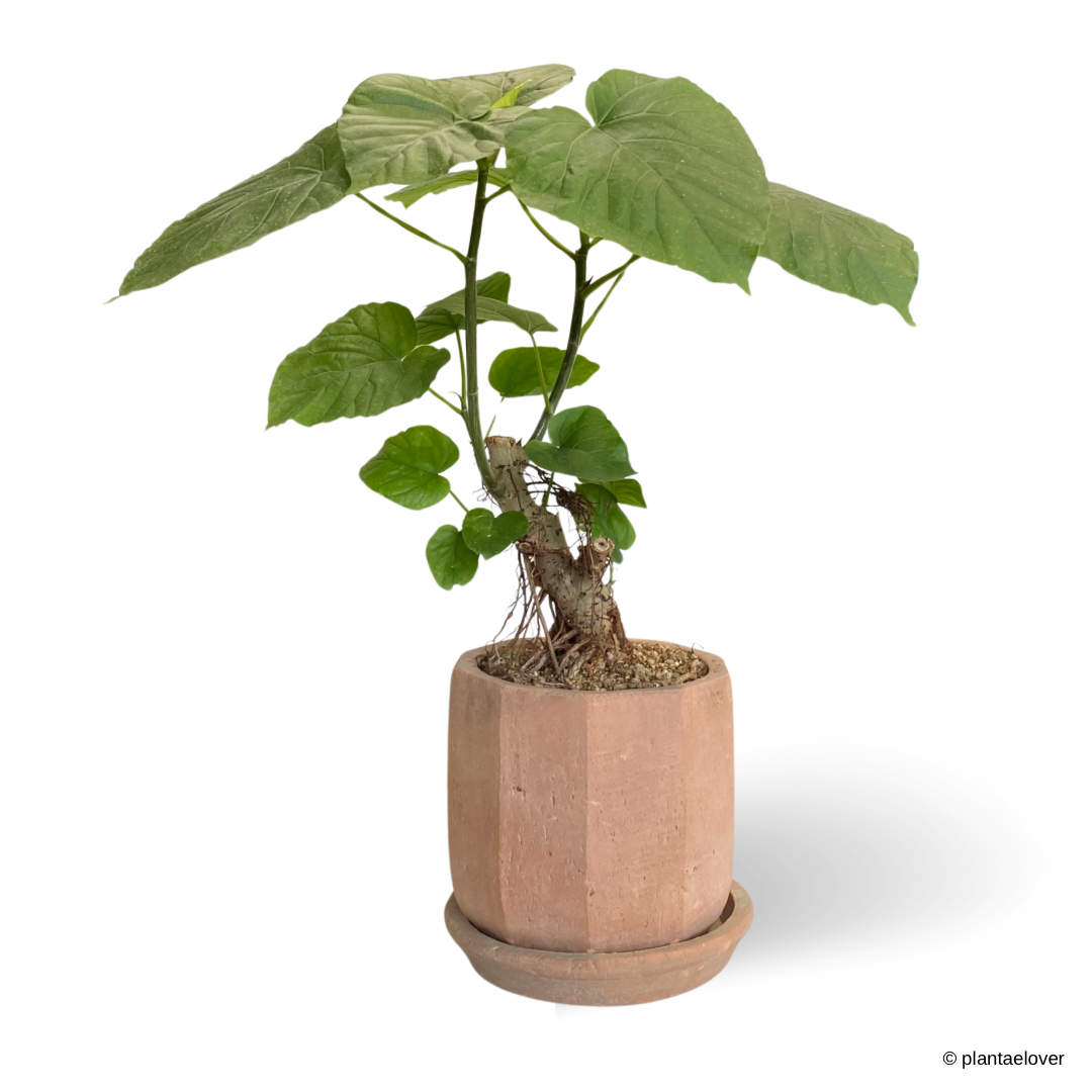 Ficus Umbellata in Olea Pot