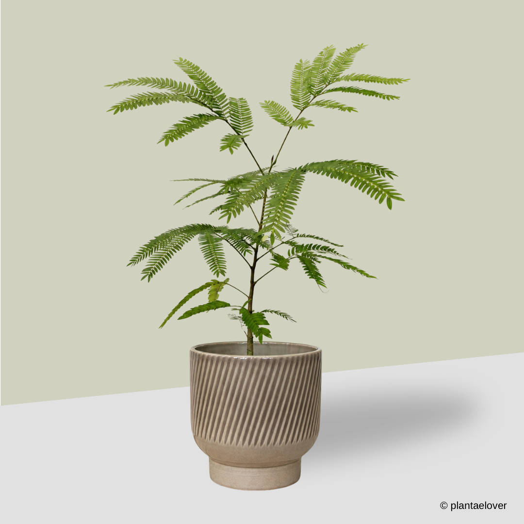 Japanese Everfresh Tree in Toffee Pot