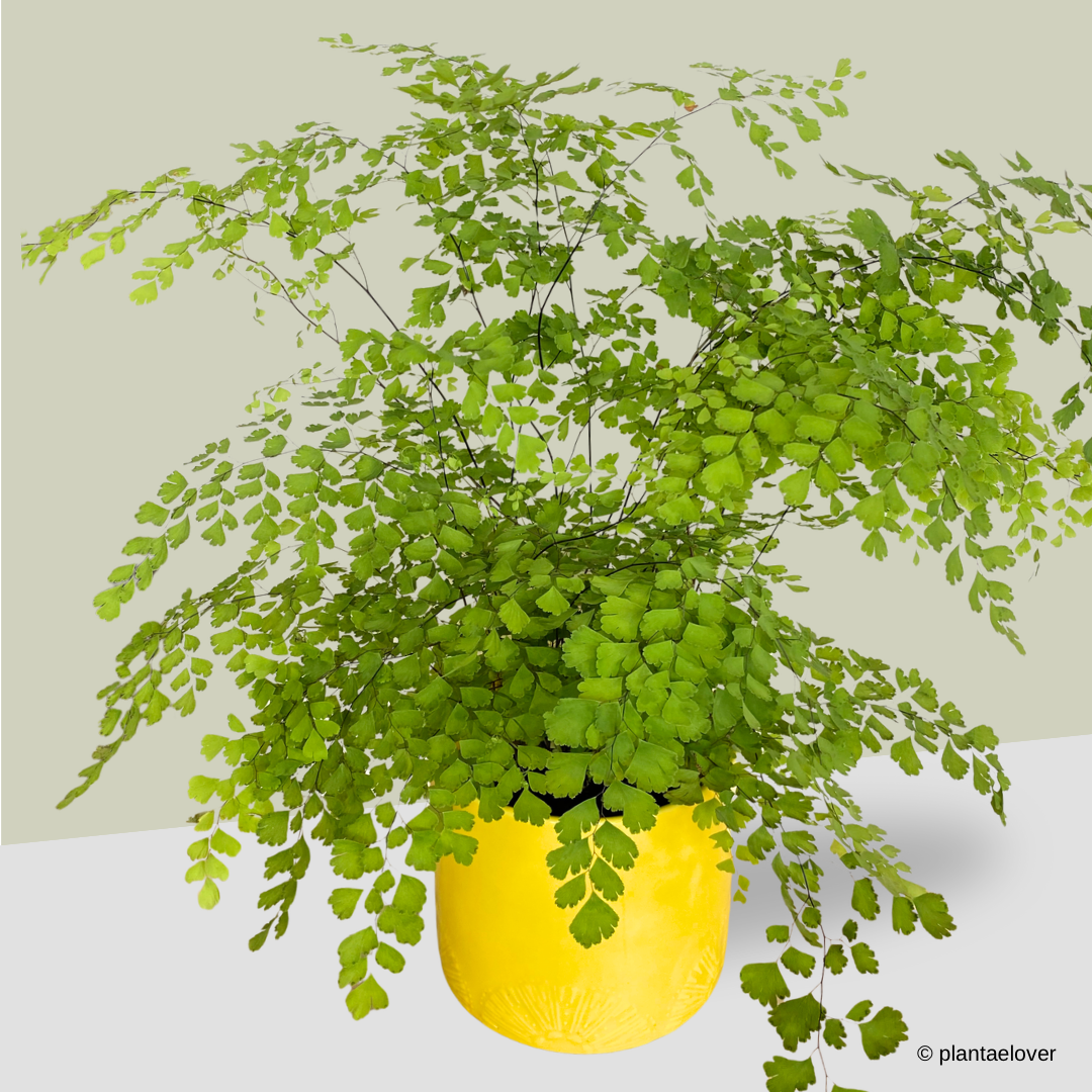 Maidenhair Fern in Limoni Pot