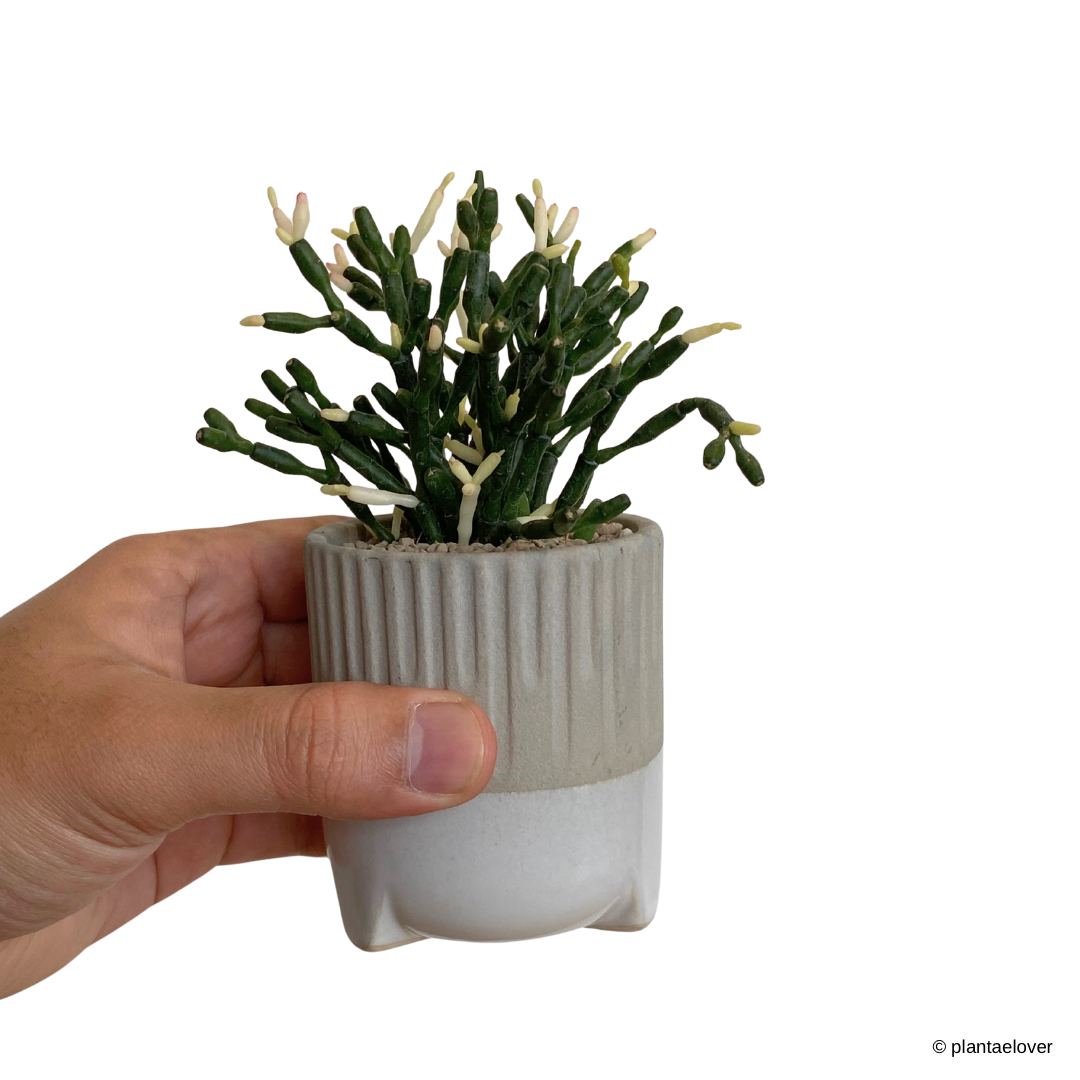 Dancing Bones Cactus in Spatial Pot