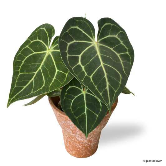 Anthurium Clarinervium in Sahara Pot