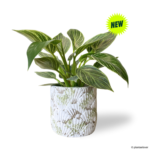 Philodendron Birkin in Greenshell Pot