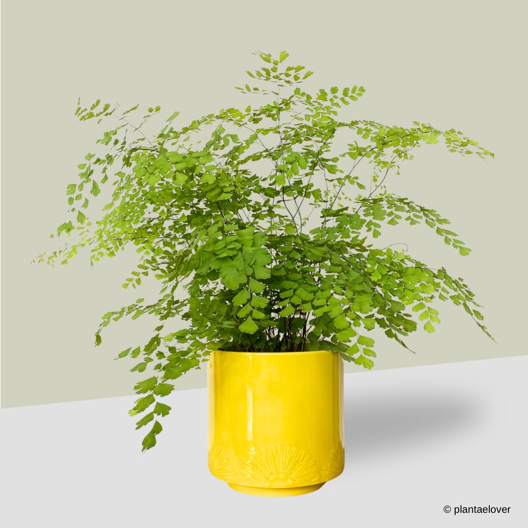 Maidenhair Fern in Limoni Pot