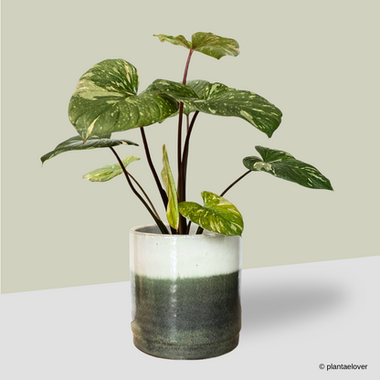 Homalomena Rubescens Variegated
 in Green Forest Pot
