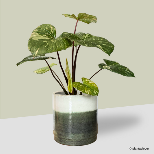 Homalomena Rubescens Variegated
 in Green Forest Pot