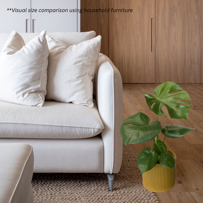 Monstera Deliciosa in Cylindrica Pot