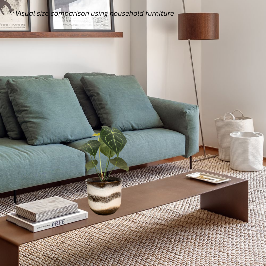 Anthurium Clarinervium in Noir Pot