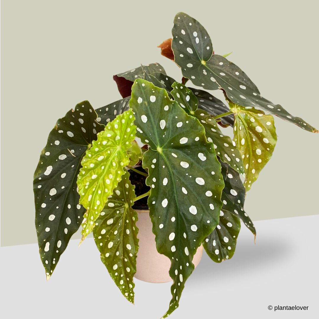 Begonia Maculata in Rosewood Pot