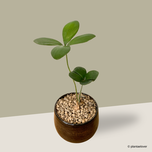 Cardboard Palm in Hickory Pot