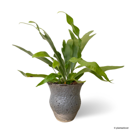 Staghorn Fern in Fiord Pot