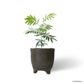 Japanese Everfresh Tree in Bistre Pot