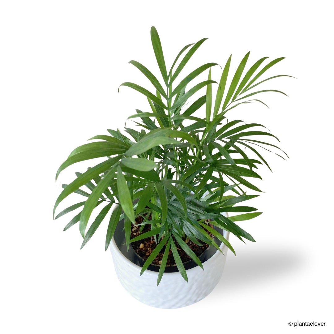 Bamboo Palm in Moonlight Pot