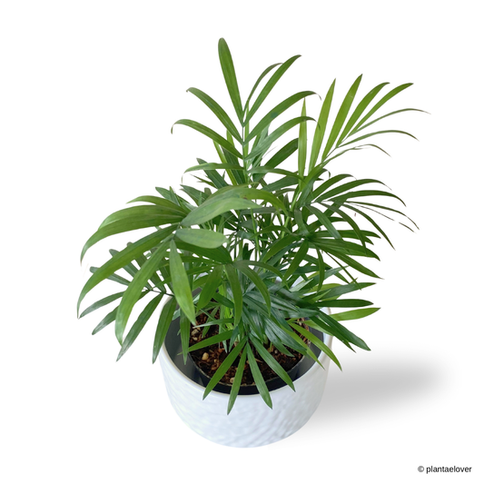 Bamboo Palm in Moonlight Pot