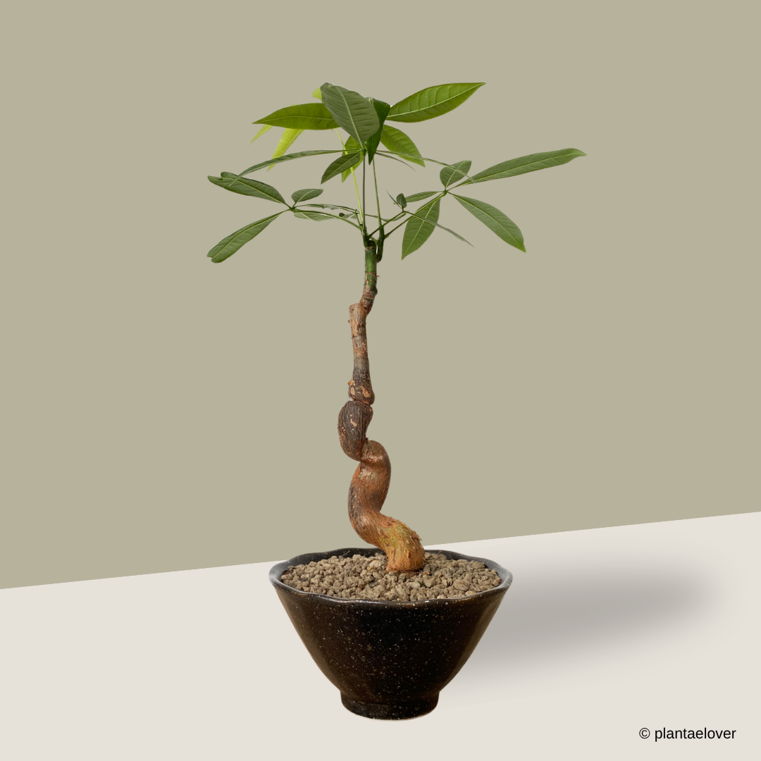 Pachira Aquatica in Meiji Pot