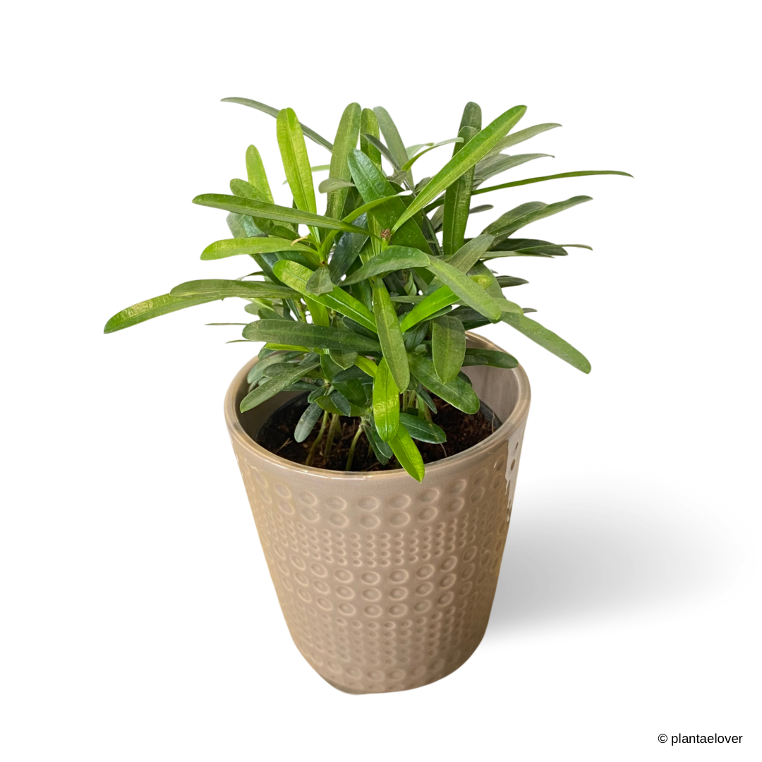 Podocarpus in Ivory Pot