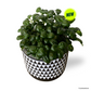 Bubble Plant in Mono Pot