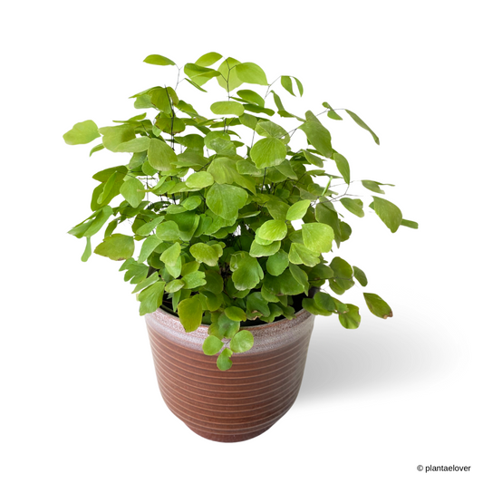 Maidenhair Fern in Tawny Pot