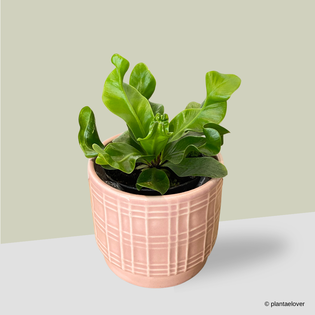 Manila Bird Nest Fern in Gummy Pot