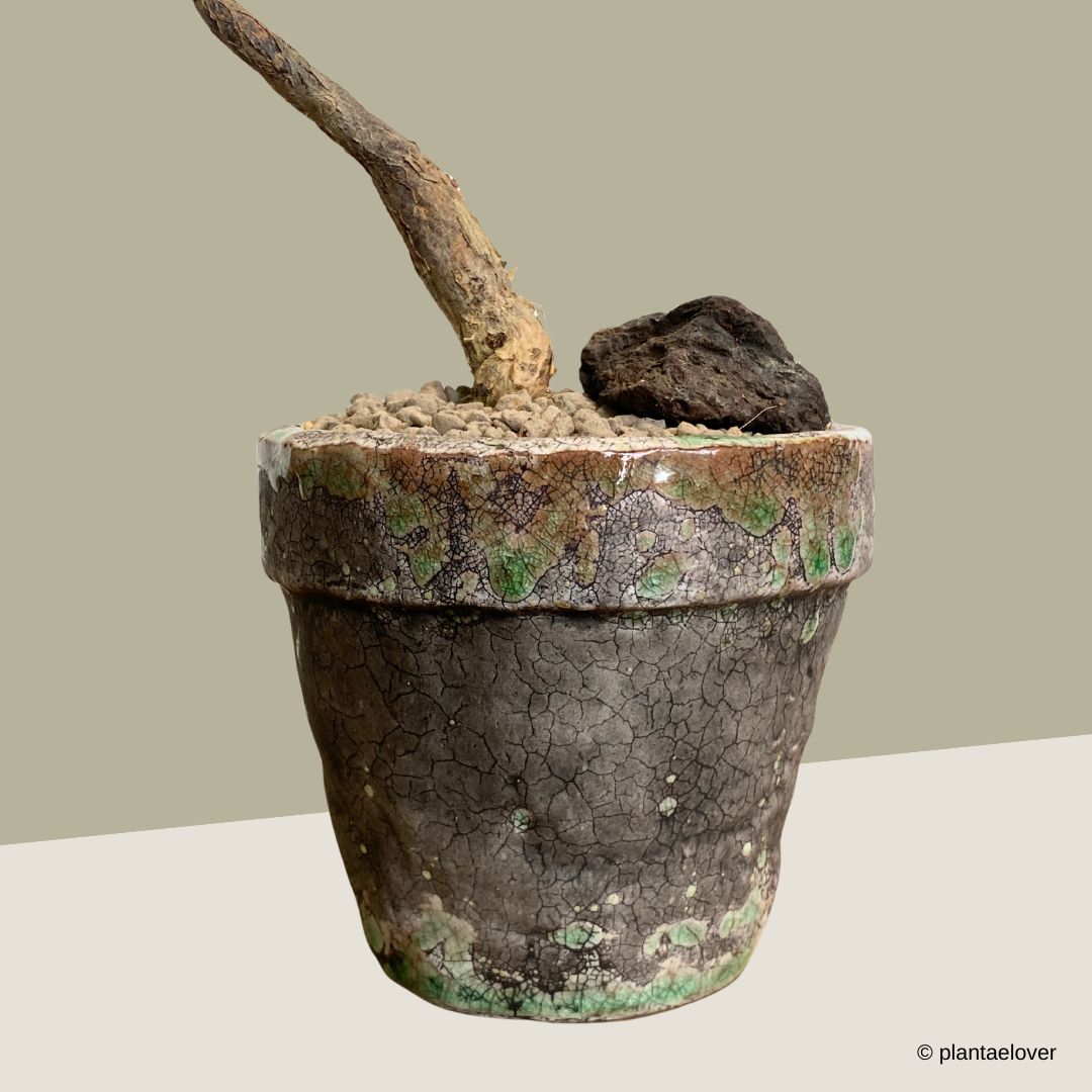 Pachira Aquatica in Glaze Pot