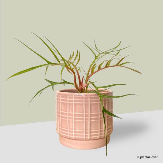 Philodendron Tortum in Gummy Pot