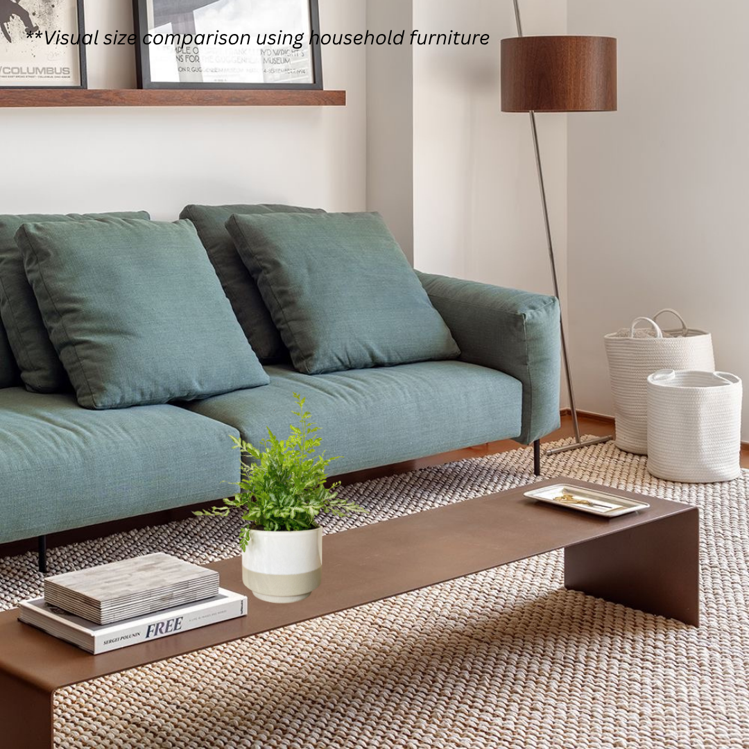 Silver Lace Fern in Abode Pot