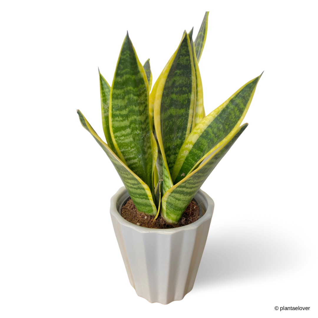 Sansevieria Superba in Hexa Pot