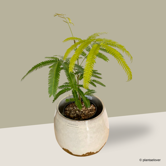 Japanese Everfresh Tree in Artisanal Pot