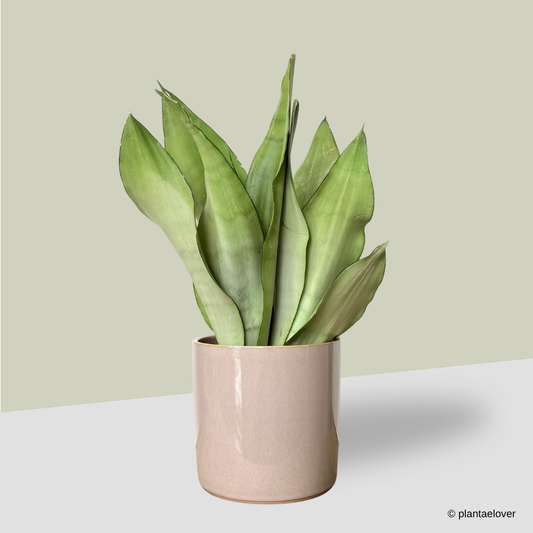 Sansevieria Trifasciata Moonshine in Rosewood Pot