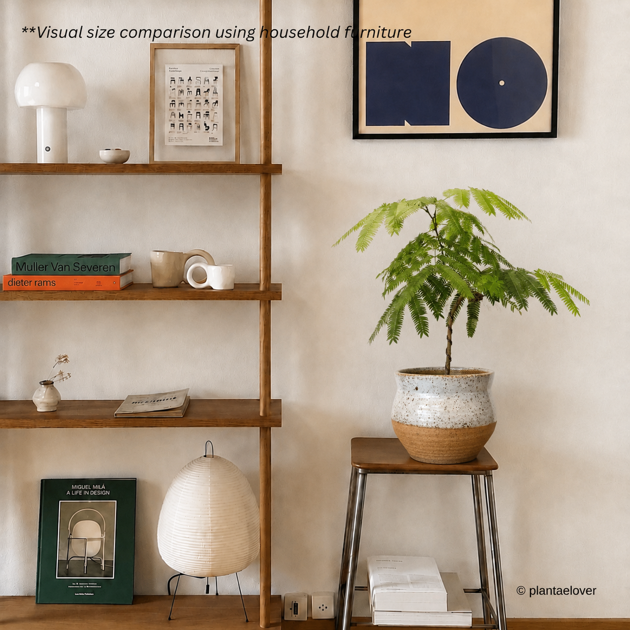 Japanese Everfresh Tree in Brownstone Pot
