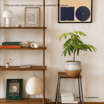 Japanese Everfresh Tree in Brownstone Pot