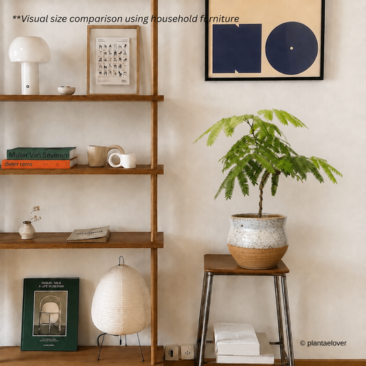 Japanese Everfresh Tree in Brownstone Pot