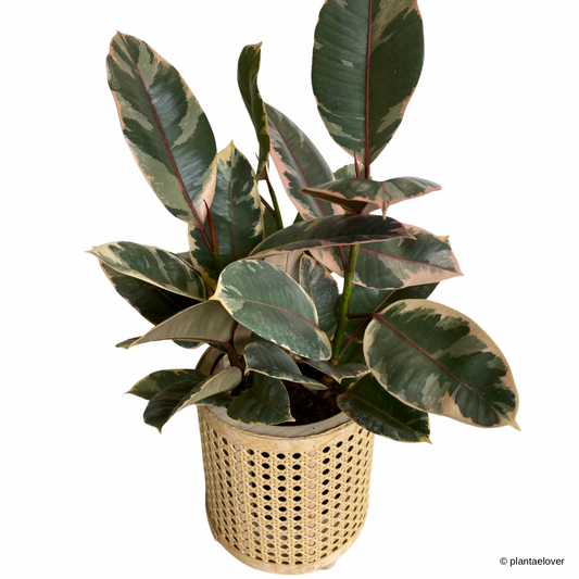 Ficus Elastica Ruby in Handmade Rattan Planter