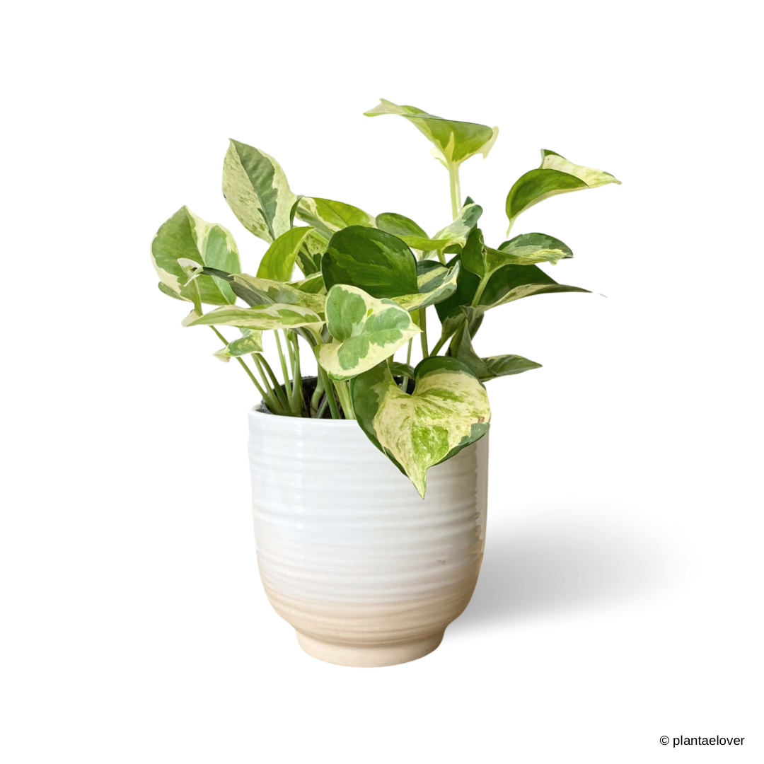 Njoy Pothos in Ivory Pot