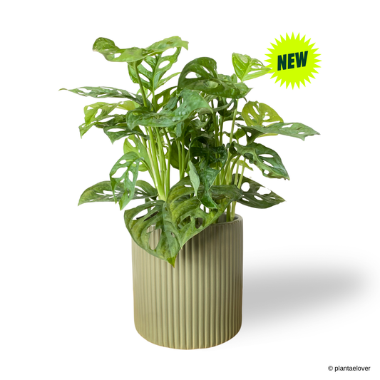 Monstera Adansonii in Cylindrica Pot