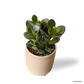 Crassula Ovata in Crepe Pot