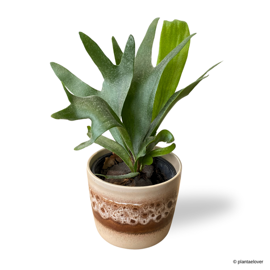 Staghorn Fern in Russet Pot