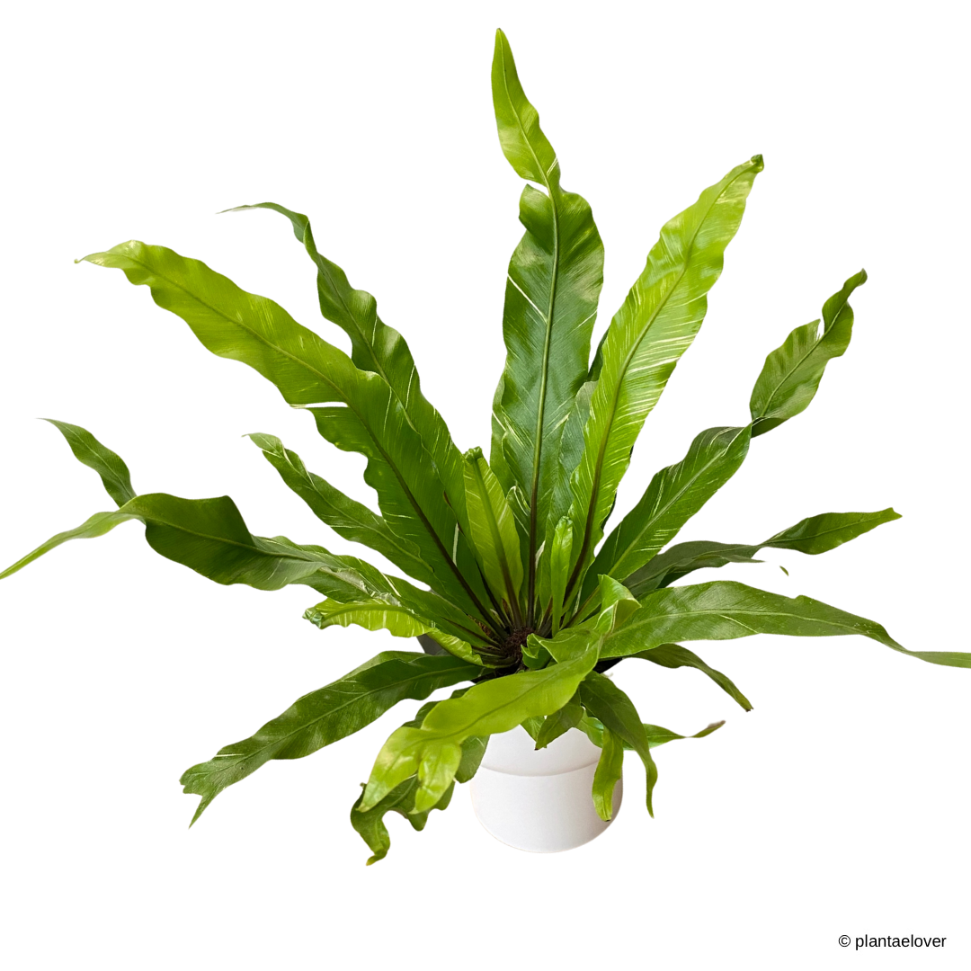 Bird’s Nest Fern Variegata in Dodo Pot