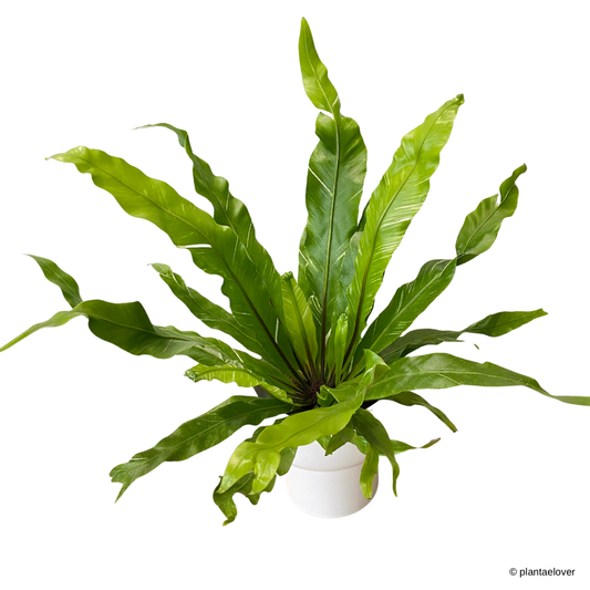 Bird’s Nest Fern Variegata in Dodo Pot