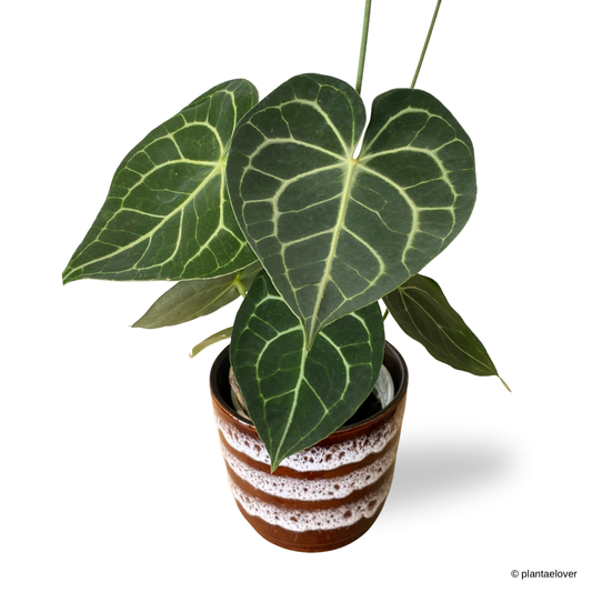 Anthurium Clarinervium in Umbrine Pot