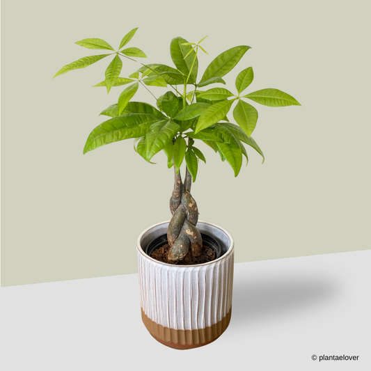 Pachira Aquatica in Hoji Pot