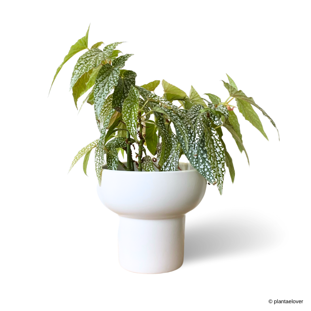 Begonia White Ice in Podium Pot