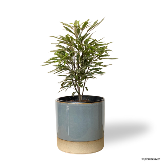 Schefflera Elegantissima in Koi Pot