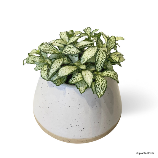 Fittonia White Anne in Dove Pot