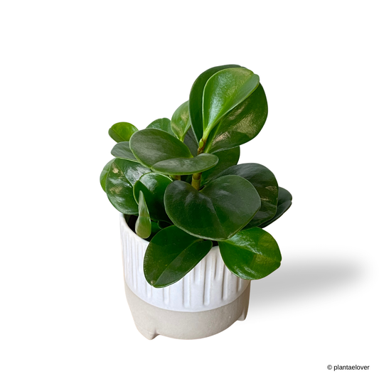 Peperomia Obtusifolia in Spatial Pot