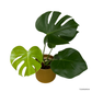 Monstera Deliciosa in Cylindrica Pot