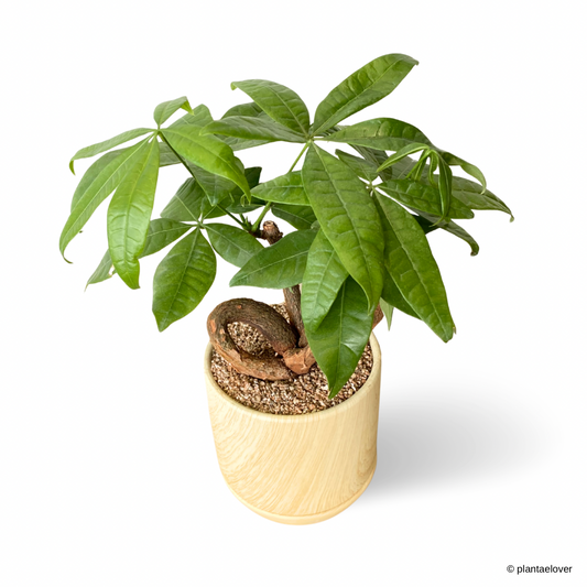 Pachira Aquatica 'QQ' Heart Shape in Walnut Pot